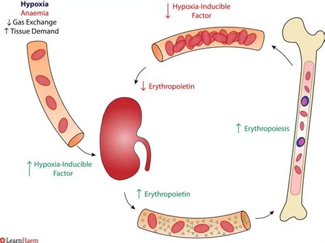 Normal Erythropoiesis - LearnHaem | Haematology Made Simple