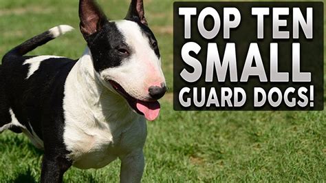 Which Dog Is Best For Guard