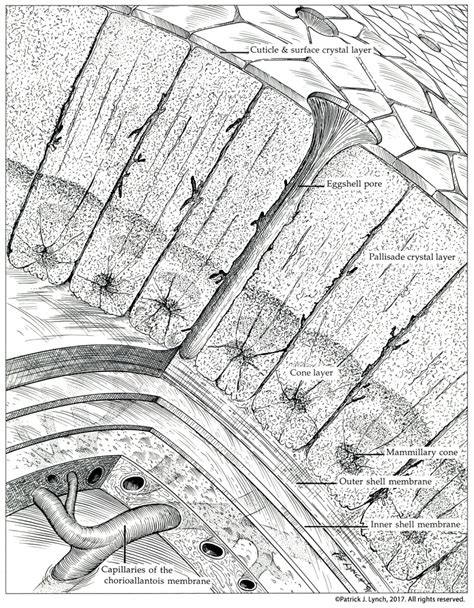 egg-shell-structure-cropped – Patrick Lynch