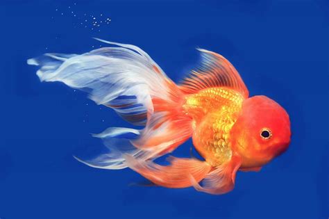 Veil Tail Goldfish: The Rare and Beautiful Coldwater Fish ...