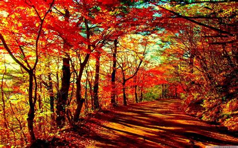 Free Beautiful Autumn Forest computer desktop wallpaper - Cool Free ...