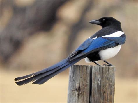 So our city is magpie bird capital of North America - The Café - Square ...