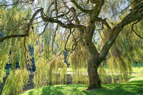 Weeping Cherry Trees: Top 10 List of Cascading Faves