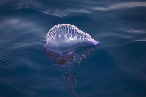 What To Do If Stung By A Blue Bottle Jellyfish - Best Pictures and ...