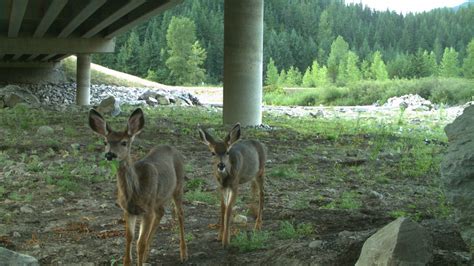 wildlife crossings over & under highways are saving wild lives ...