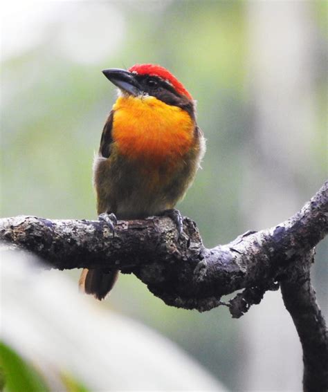 Ecuador Birdwatching Tours – Ecuador Eco Adventures