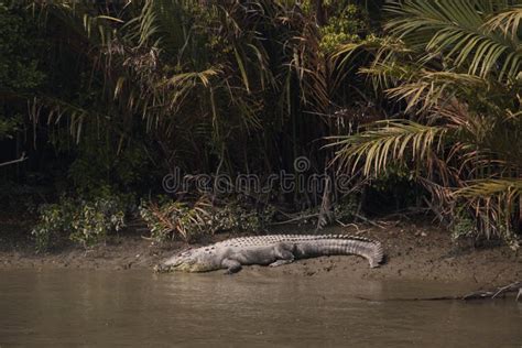 Crocodile in Sundarbans National Park in Bangladesh Stock Photo - Image ...