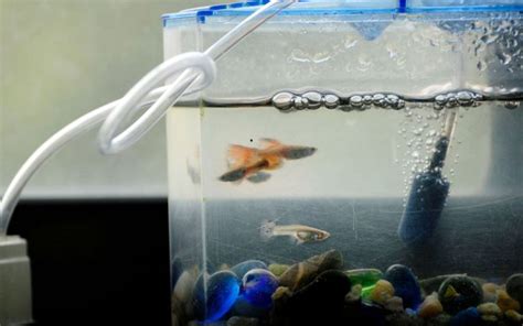 How Many Guppies In A 5-Gallon Tank? - VIVO Pets