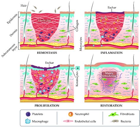 Surgical Wound Healing Stages