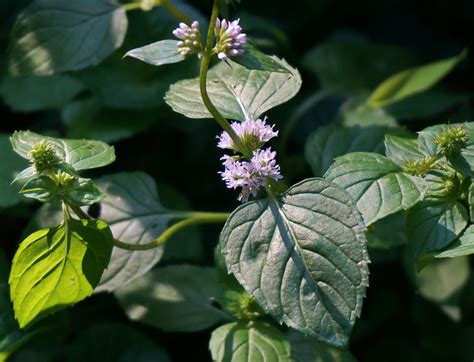 Flowers and Peppermint - LetterPile