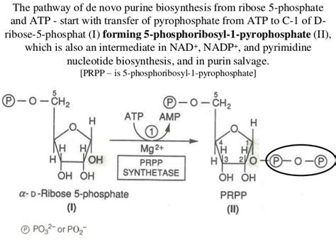 Metabolism of Purine & Pyrimidine nucleotide