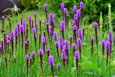 25 Best Plants for Clay Soil Gardens