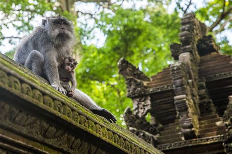 Ubud Monkey Forest Bali | Earth Trekkers