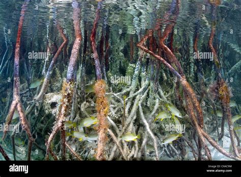 Mangrove roots underwater hi-res stock photography and images - Alamy