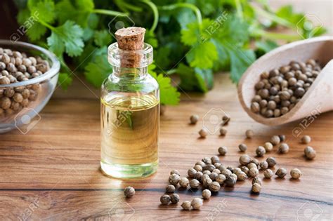 Coriander Oil – Links United