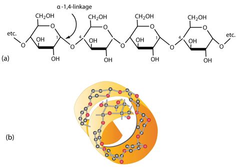 Structure And Function Of Carbohydrates | A-level Biology