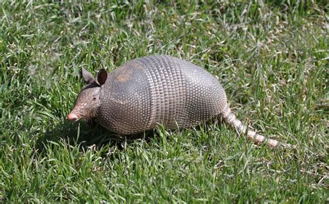 Armadillos Give Evolution Big Problems « Creation Science Association ...