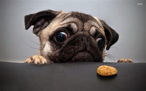 Funny Pug Pictures Wallpaper (75+ images)