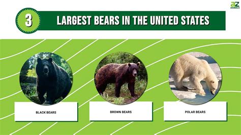 The 3 Largest Bears in the United States Are Massive Forces of Nature ...