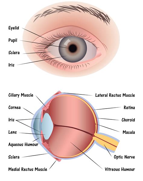 Anatomy Of The Eye Human Eye Diagram Eye Anatomy Diagram Eye Anatomy ...