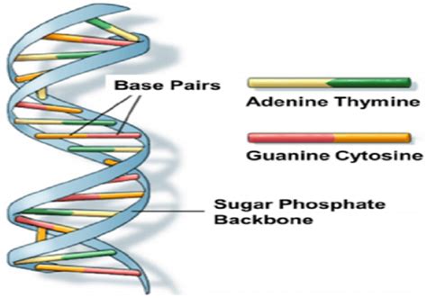 DNA base pair structure with the sugar-phosphate backbone | Download ...