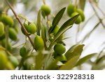 Wild Olive Tree Leaves Free Stock Photo - Public Domain Pictures