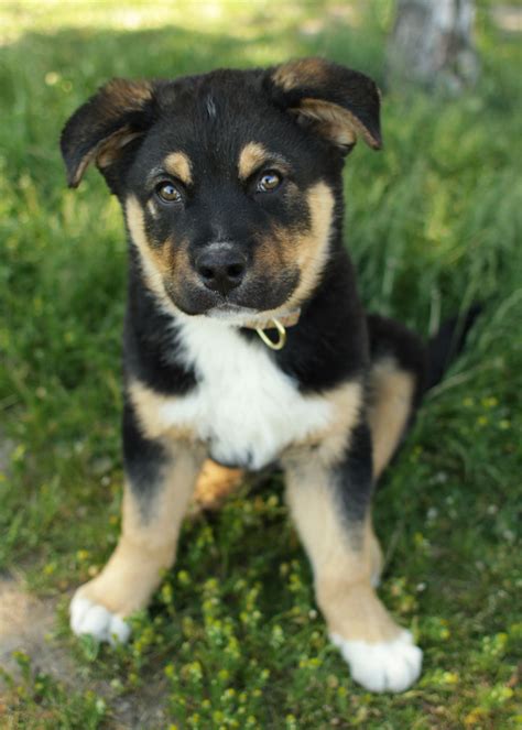 Grizzly - Bernese Mountain Dog mix puppy