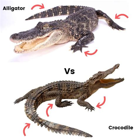 Alligator vs Crocodile - Find out the many differences and similarities