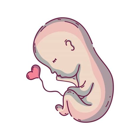 Top 60 Umbilical Cord Clip Art, Vector Graphics and Illustrations - iStock