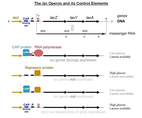 Lac Operon - Definition and Quiz | Biology Dictionary