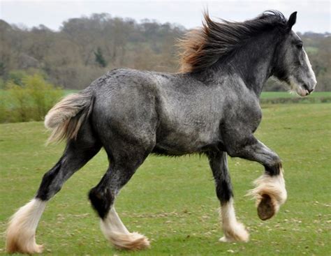 09Shire Horse Photography | Clydesdale horses, Horses, Shire horse