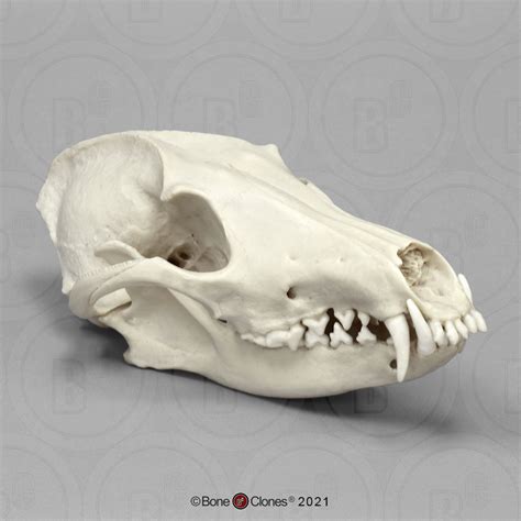 Maned Wolf Skull - Bone Clones - Osteological Reproductions