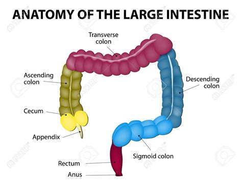 Large Intestine isolated on a white background. Medical Illustration ...