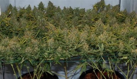 Scrogging Tutorial – Learn How To Scrog In 5 Easy Steps | LaptrinhX / News