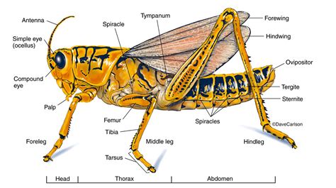 Grasshopper - External Structure | Carlson Stock Art