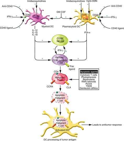 Cutaneous T-Cell Lymphoma | Plastic Surgery Key