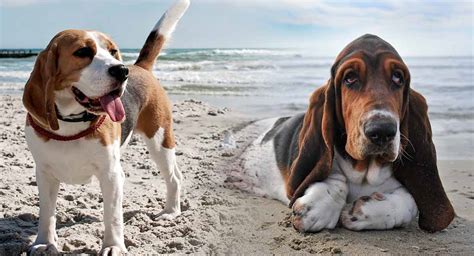 Basset Hound Beagle Mix – Two Very Different Personalities Collide