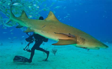 Lemon Shark- The fascinating life of the species - Environmental Earth