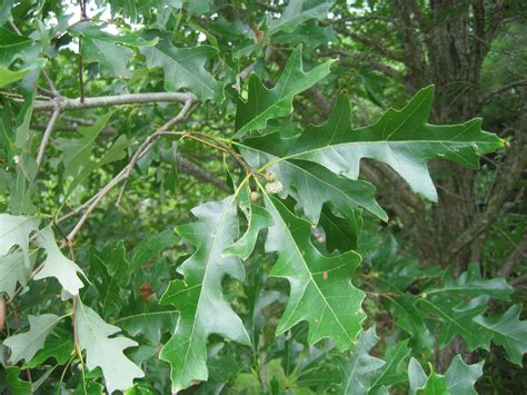 Plants - North Carolina Native Plant Society