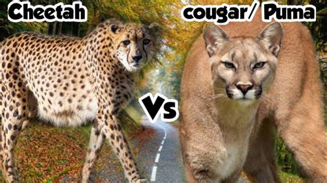 cheetah Vs puma || cougar Vs Puma || fact of reality. - YouTube