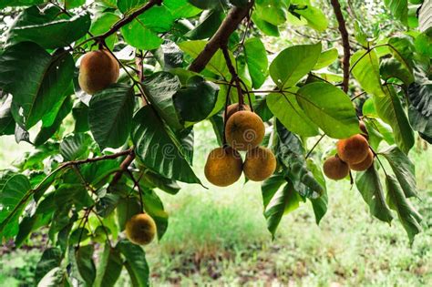 Green Santol Thai Fruit Tree Stock Photos - Free & Royalty-Free Stock ...