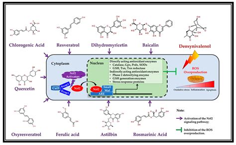 Antioxidants | Free Full-Text | Plant-Derived Polyphenols as Nrf2 ...