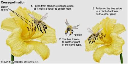 Introduction | Conservation of Honey Bees