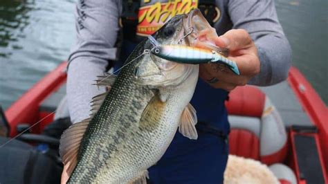 12 Best Largemouth Bass Fishing Spots in California