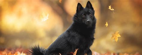 Schipperke Breed Guide