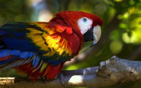 Red, yellow, and blue macaw focus shot HD wallpaper | Wallpaper Flare