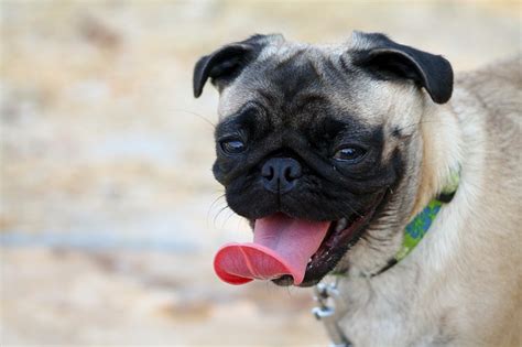 Critical Symptoms Of HeatStroke In Dogs That Every Owner Needs To Know