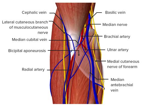 Muscles Forming Floor Of Cubital Fossa Is | Viewfloor.co