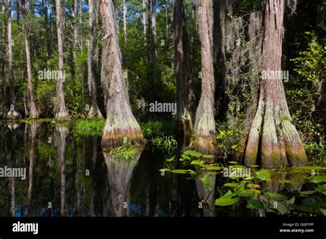 Okefenokee Swamp Facts For Kids | Kids Matttroy