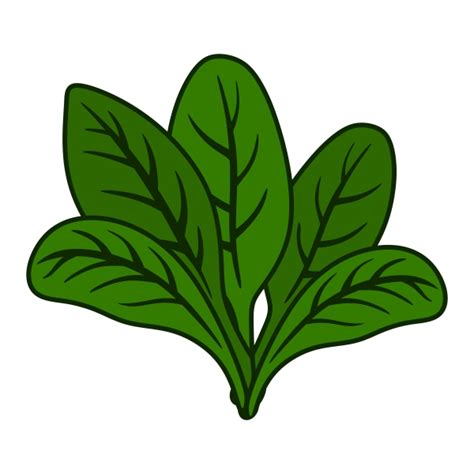 Spinach Clipart Pictures – Clipartix